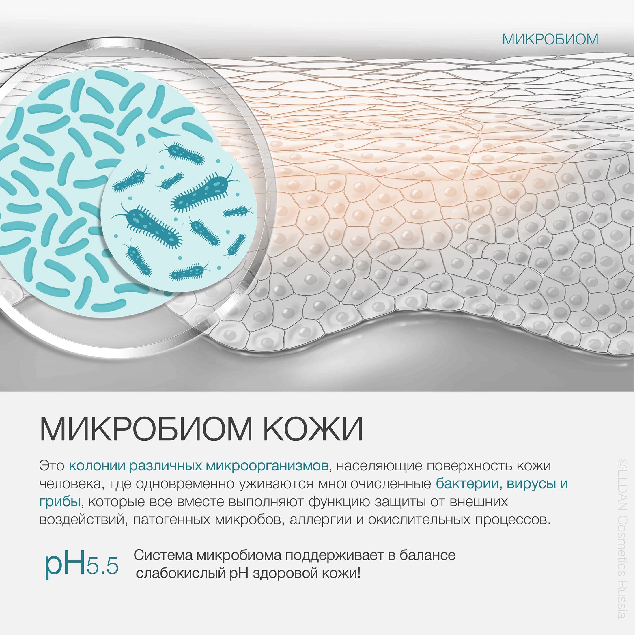 Пост микробиом 24 2.jpg Пост микробиом 24 2.jpg